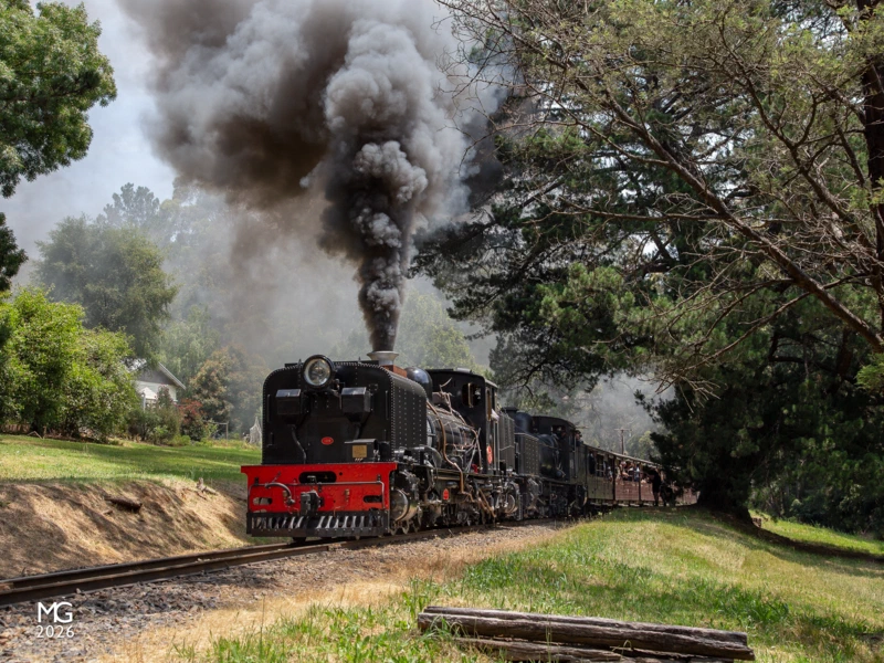 Triumphant Melbourne's first taste of summer - a 40-degree day in the Dandenong Ranges - also heralded the relaunch of NG/G16 129 into revenue service. With fellow Garratt-type locomotive G42 in tow, the duo makes a roaring arrival into Menzies Creek with the 12:30 luncheon train from Belgrave. After arrival the "NGG" cut off from the front of the train and meandered up into the museum compound for its official relaunch ceremony.