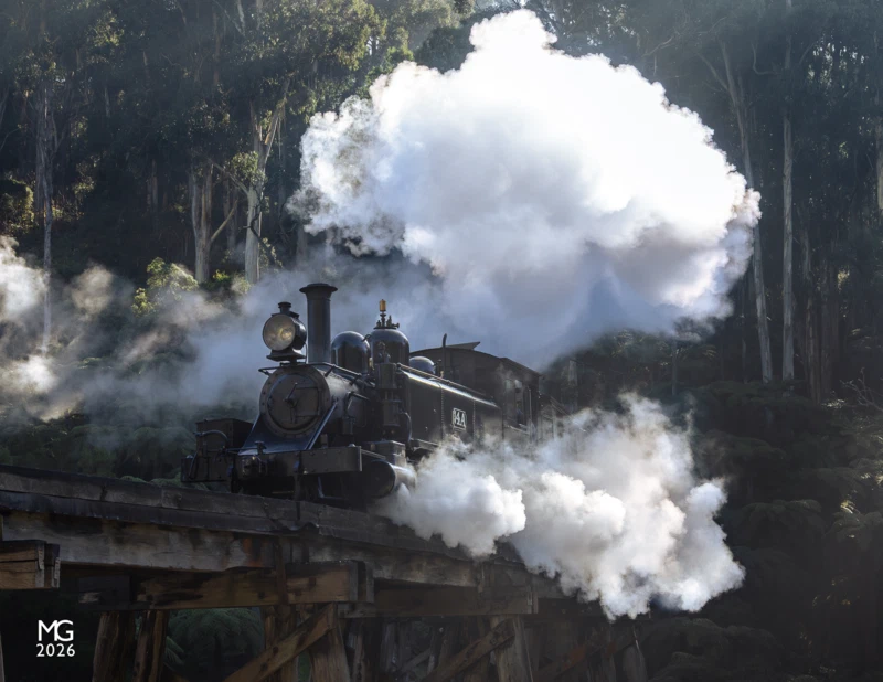 In the shadows of giants Smoke and steam from 14A catches the tips of sunlight peeking above the towering gums as the youngest surviving NA-class locomotive crosses the Monbulk Creek trestle bridge with a Gembrook train from Belgrave.