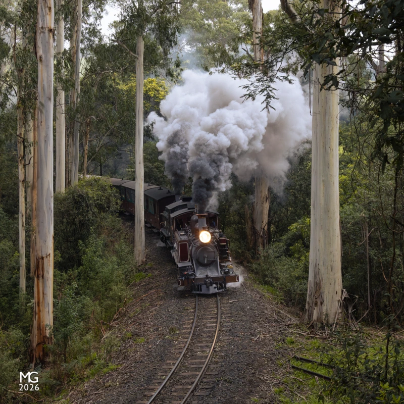 Backwards and forwards 12A leads 8A through the towering gum trees around Lakeside with a shuttle train to Emerald for the Variety children's charity. Regular viewers will note that 12A and 8A are facing different directions: taking advantage of the special event, the crew of 12A opted to turn the locomotive at Emerald station: the loco continued like this through the day, with 8A on one end of the train and 12A on the other, operating in push-pull fashion. On the last departure from Lakeside the two locos were marshalled bunker-to-bunker, possibly for the first time in 20 years.